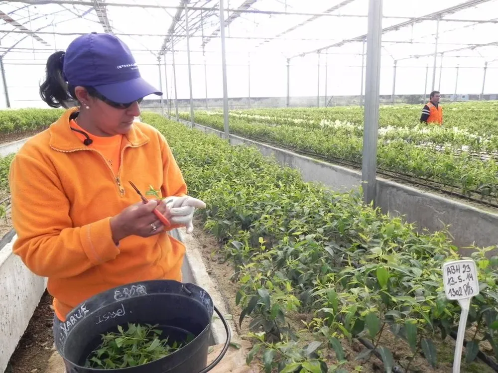 Un sector del vivero de Weyerhaeuser, en Tacuarembó.