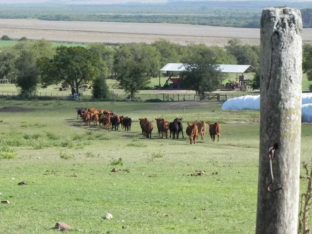 La calidad de las pasturas ha ido mermando
