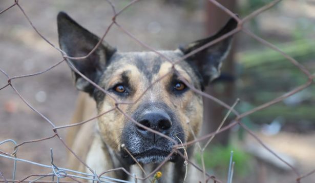 Siete perros fueron rescatados de un predio de AFE