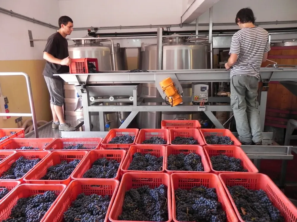Intensa actividad en las bodegas, como en cada otoño.