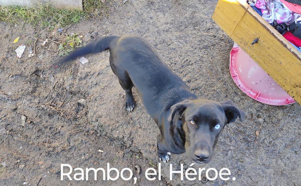 Rambo, el perro que salvó a su dueña del incendio
