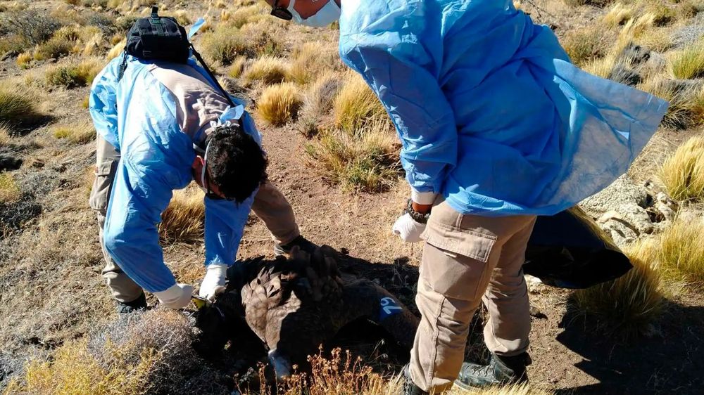 El primer cóndor cordobés nacido en cautiverio murió al comer una oveja envenenada