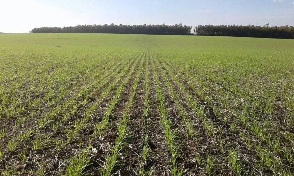 Los cultivos cumplen su primera etapa de desarrollo en buen estado