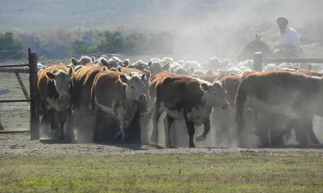 MGAP: llevar lotes de vacunos a pastorear al costado de rutas y caminos está habilitado ya en 12 de los 19 departamentos del país.
