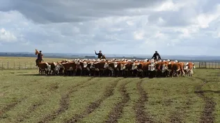 Producción ganadera en campos de Lavalleja.