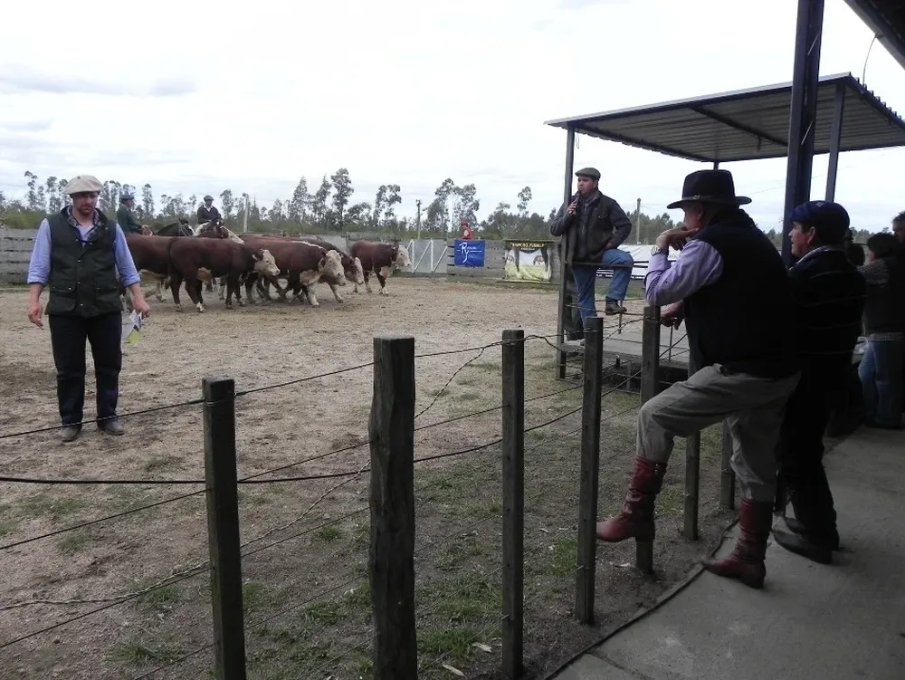 El remate se desarrolló este viernes en el local La Rural, en Cardona
