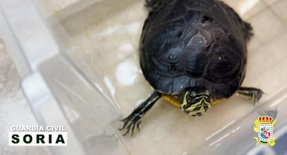Tortuga exótica rescatada en una vivienda de Soria.&nbsp;