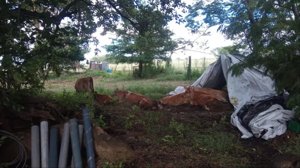 Terneros en riesgo por el temporal en Paysandú.