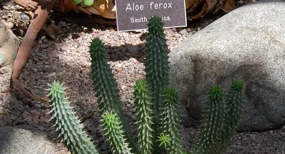 Empresa uruguaya elabora inhibidor del apetito con cactus importado de África