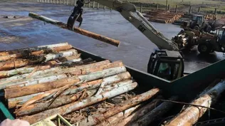 La extracción de madera registró el mayor aumento de precios mayoristas