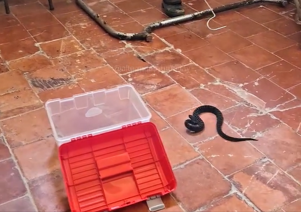 Rescate de una serpiente yarará&nbsp;