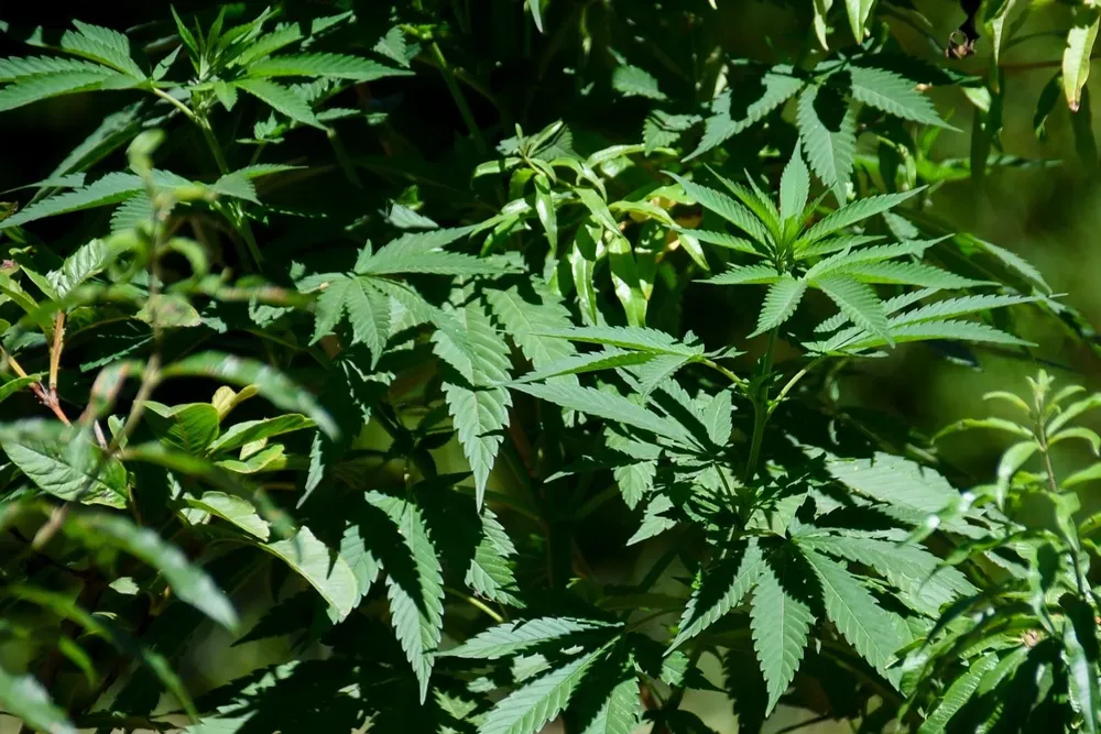 La persona implicada había sido detenida y tenía una pena de 60 días de prisión preventiva, luego de que la policía encontrara en su hogar nueve plantas de marihuana.