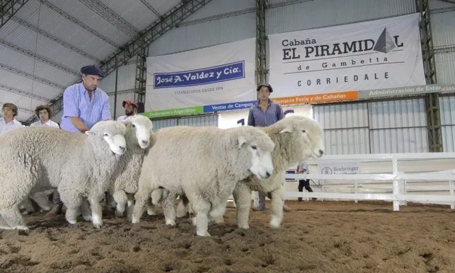 Formidable remate de El Piramidal: Dohne promedió US$ 1.283 y Corriedale US$ 669