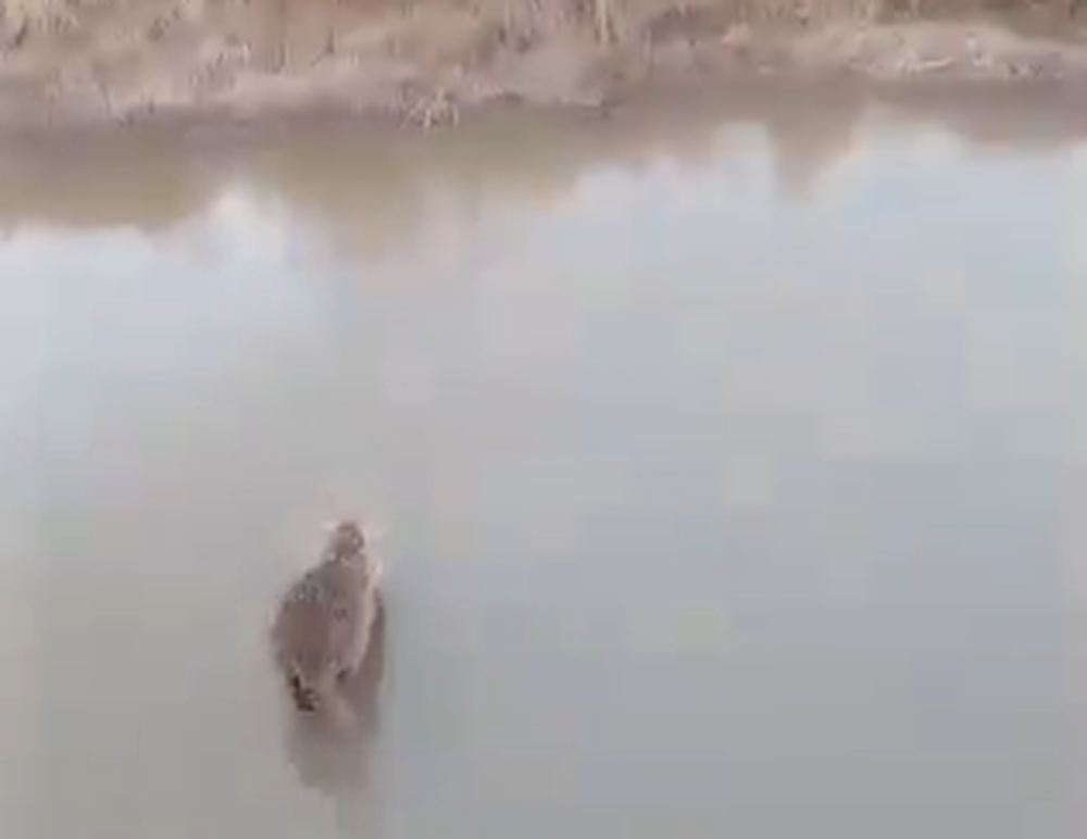 La nutria cruzando el arroyo