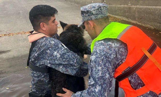 Rescate de la Armada a una perra ovejera
