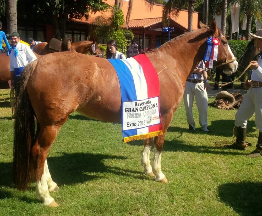 Es hija de BT Impala (BT Delantero), y su madre es hija del argentino Ocho Colonial