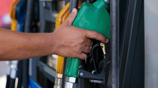 Cultivos como la colza, carinata, camelina y girasol ganan hectáreas y la demanda para uso como combustible es relevante.