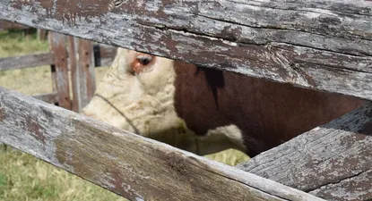 El Observador | 1699535461020.webp