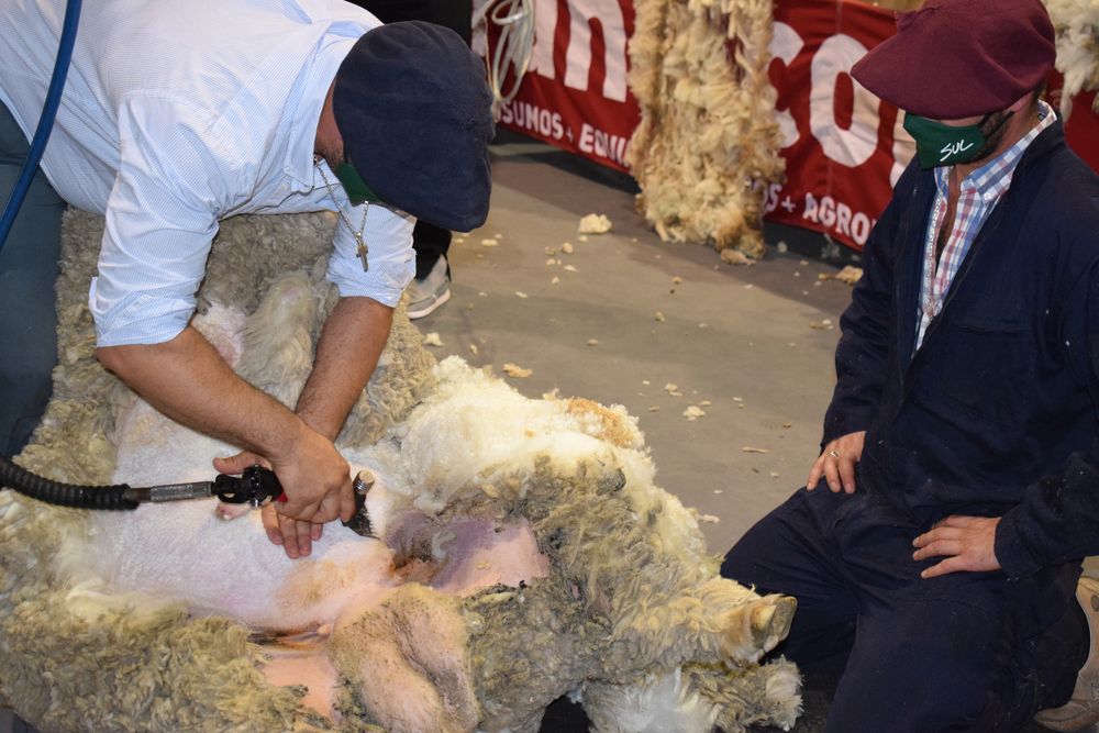 Mercado lanero, Blasina y Asociados.