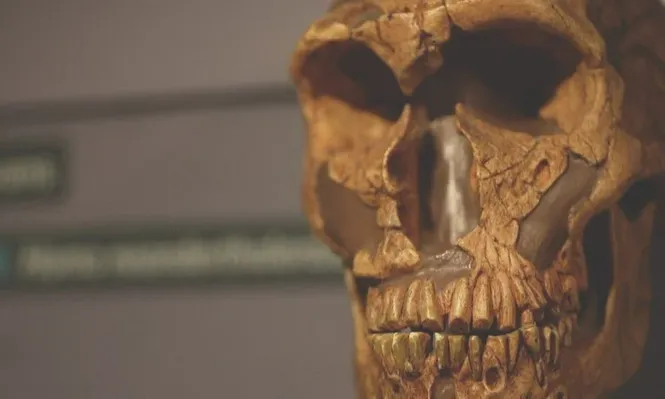 Los neandertales poblaron Europa durante cientos de miles de años hasta que se extinguieron hace 40.000 años.