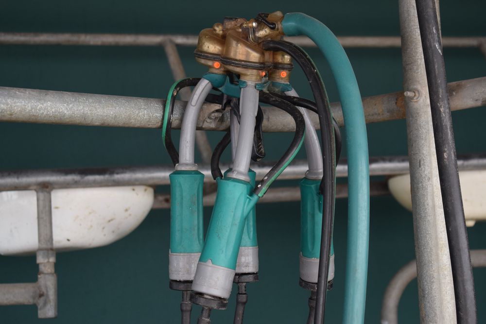 Lácteos: precios con flechas hacia el piso que preocupan.