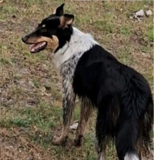 Yuli, la perra decapitada en Paysandú