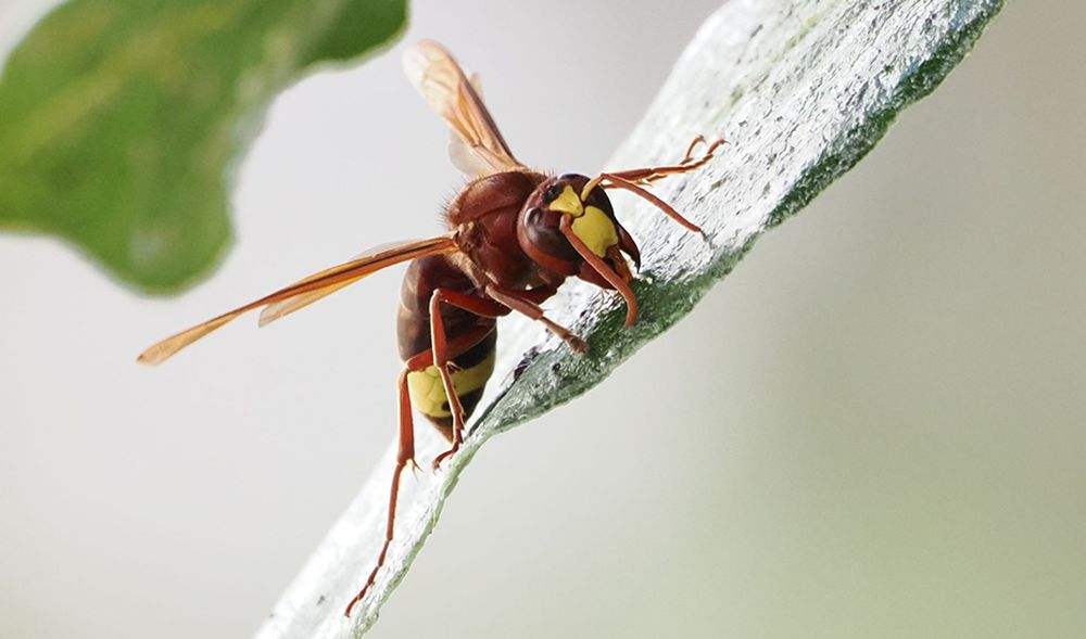 La avisa oriental se expande por España y alarma a los apicultores.