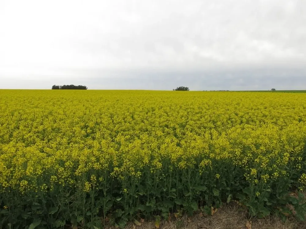 La agricultura tuvo una buena zafra de siembra en invierno con la colza como estrella.