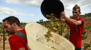 Vendimiadores en el viñedo del “Campo de las hermanas” durante el primer día de vendimia en Fitou