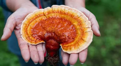 Se dice que el hongo reishi (Ganoderma lucidum) tiene una variedad de beneficios para la salud.