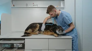 Cada año ingresan a la Facultad de Veterinaria 600 alumnos y egresan entre 120 y 150.