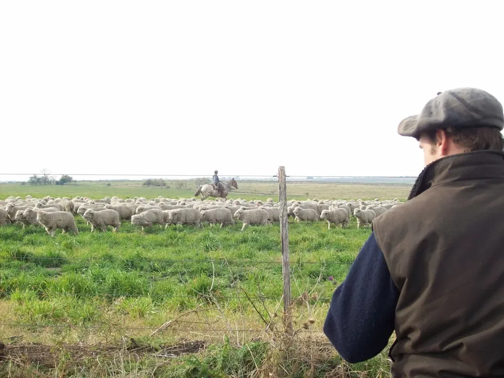 Producción ovina, en campos de Soriano.