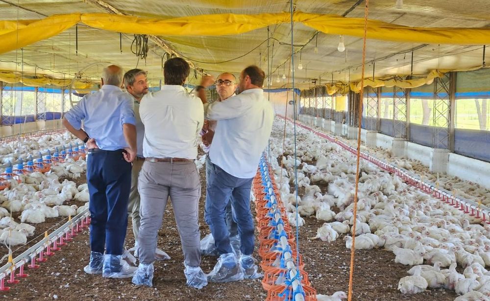 Carne aviar: se activó una auditoría de calidad considerada un hito para el sector avícola.
