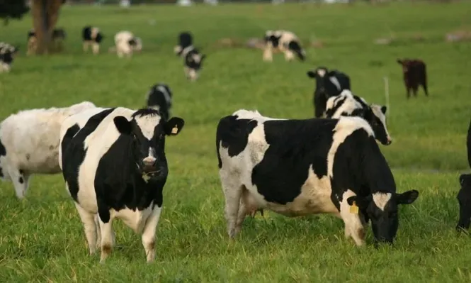 La falta de lluvias empieza a complicar la producción lechera
