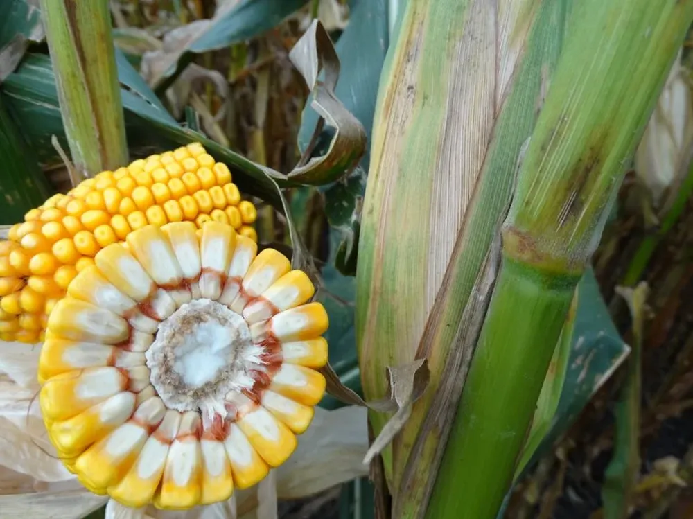 Silvana Abbate (Facultad de Agronomía).