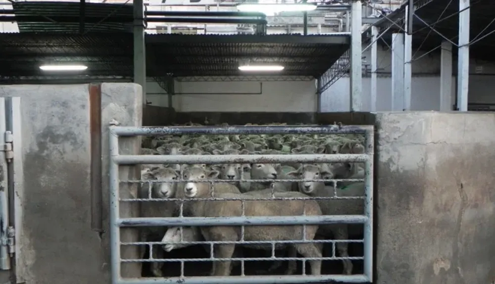 Ovinos en los corrales del frigorífico San Jacinto.