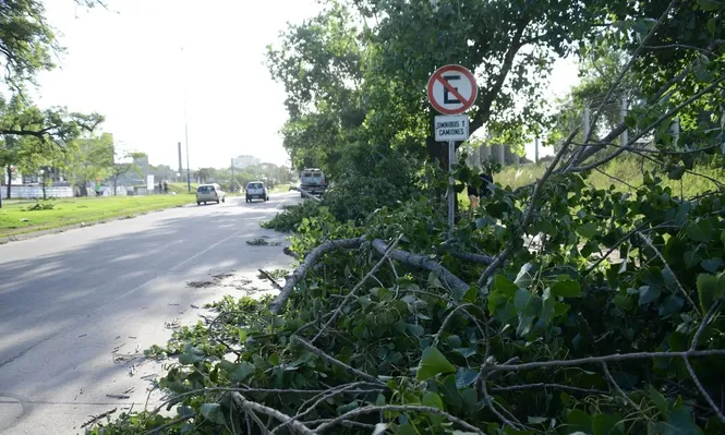 Cómo ayudar a tu perro si se asusta con las tormentas
