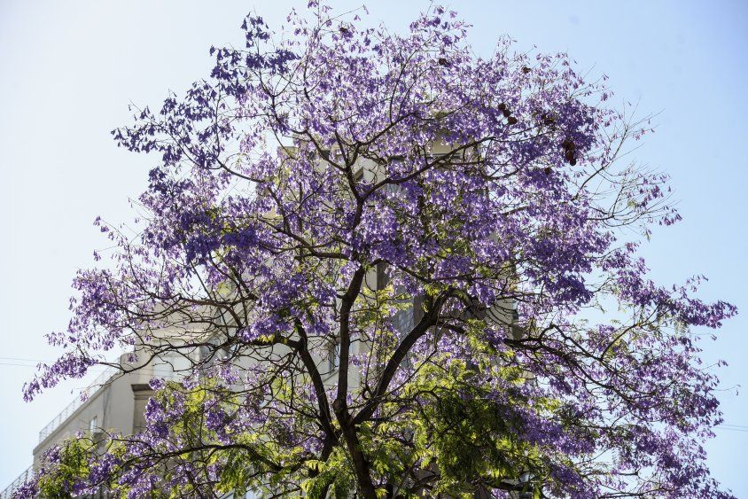 Árbol jacarandá en Montevideo