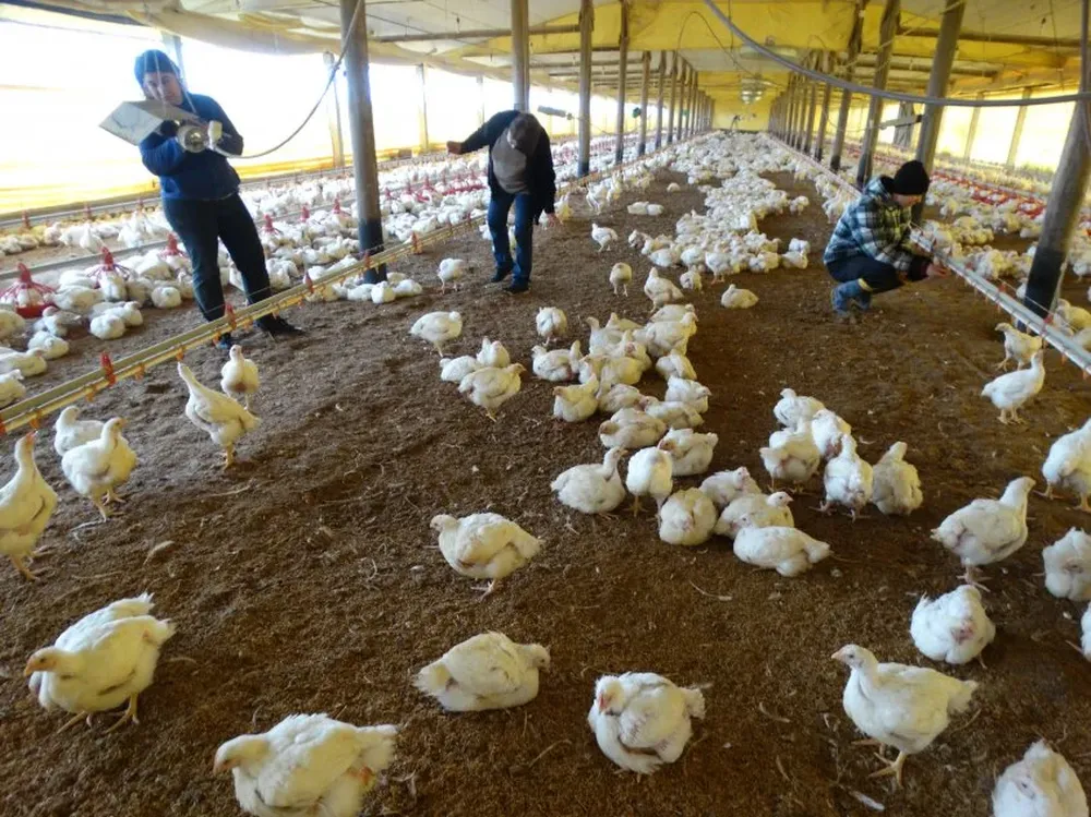 Milagros, Mabel y Maximiliano dentro del nuevo galpón de su granja avícola.
