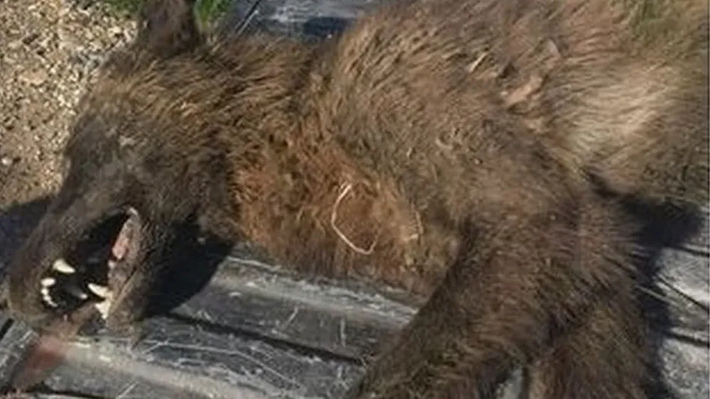 Los expertos no han podido determinar qué es este animal encontrado en el estado de Montana, en el noroeste de EE.UU.