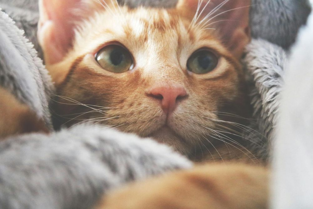 Los problemas oculares comunes en gatos incluyen conjuntivitis y úlceras.  