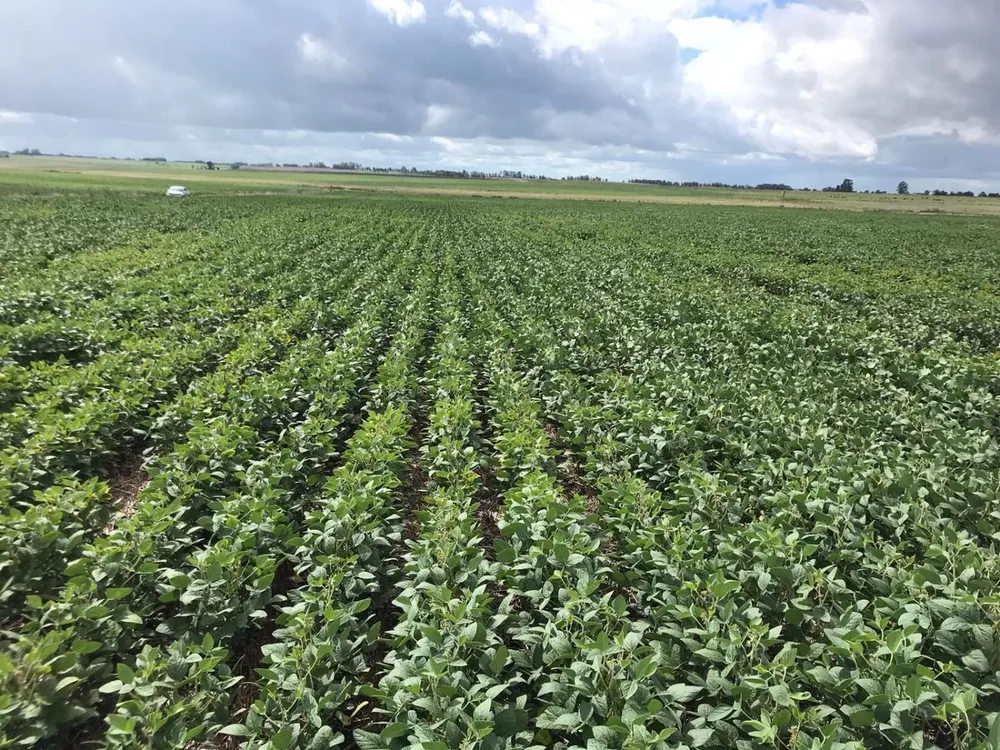 El campo se arrendó mediante una licitación que tuvo cuatro ofertas.