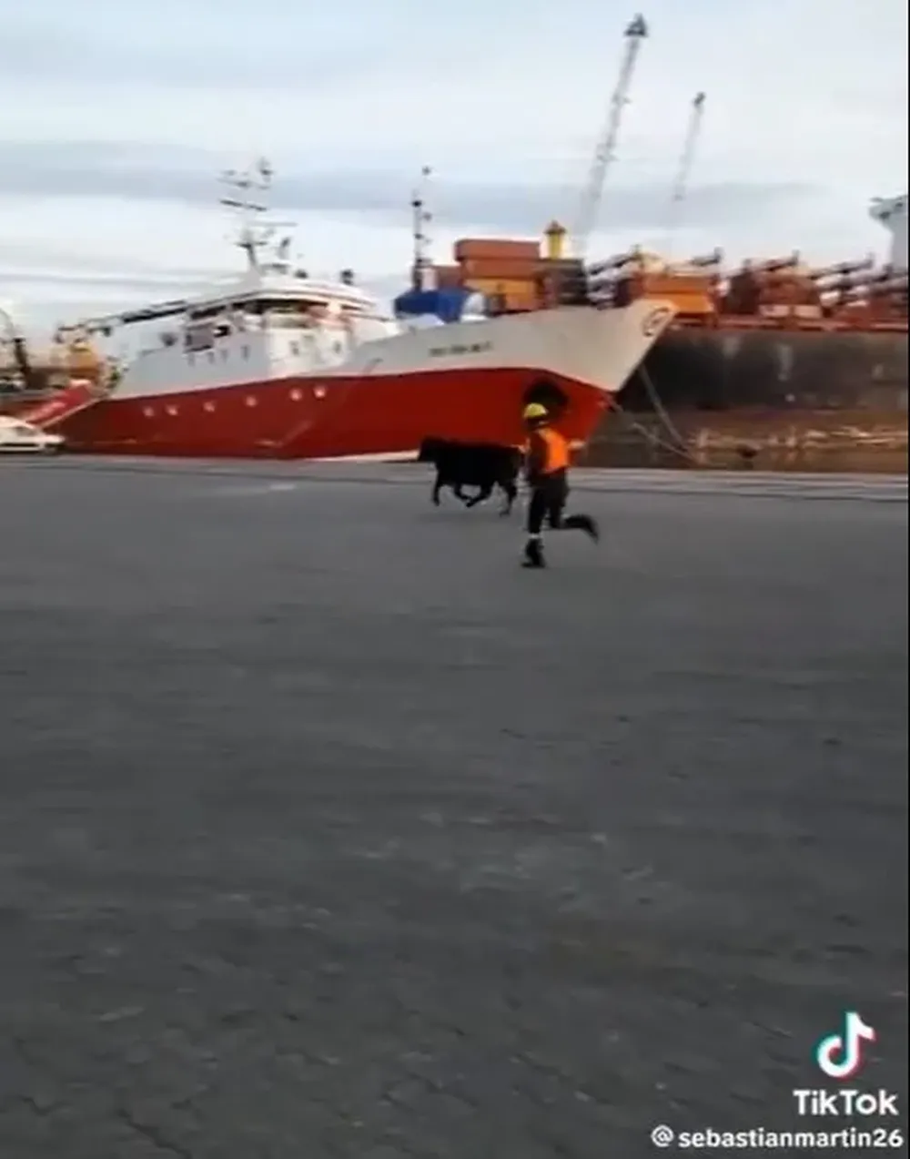 El novillo se escapa del puerto