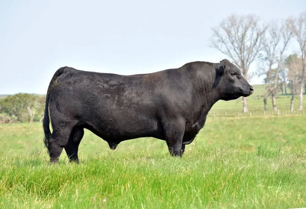 Marama, hermano entero de la Gran Campeona de la Expo Prado, que se ofrecerá en el remate