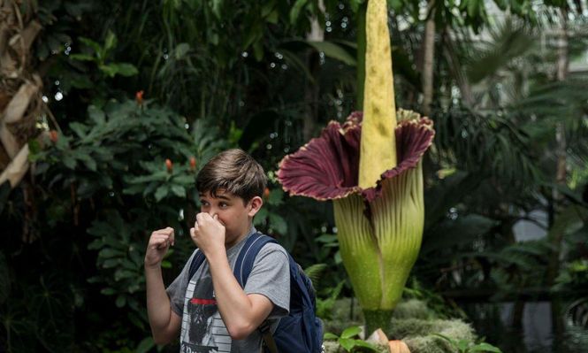 Cuando florece, el Aro Gigante expele un horroroso olor que busca simular el hedor de un animal en descomposición