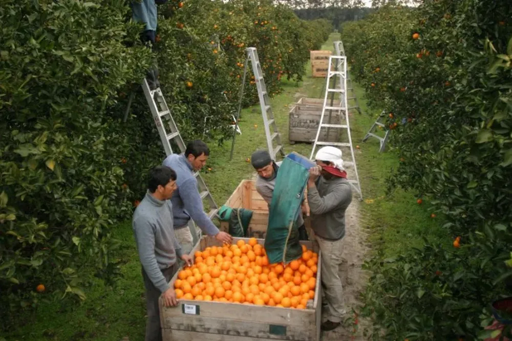 La producción de naranja caerá en 2015 respecto al año anterior