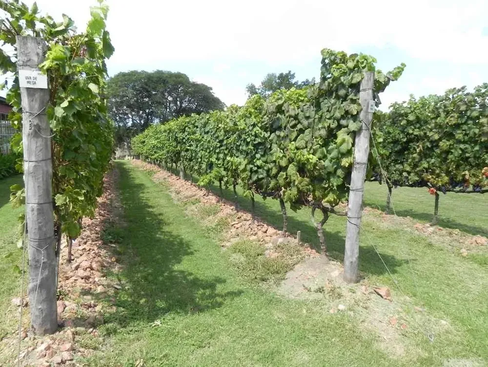 Un nuevo premio para los vinos uruguayos