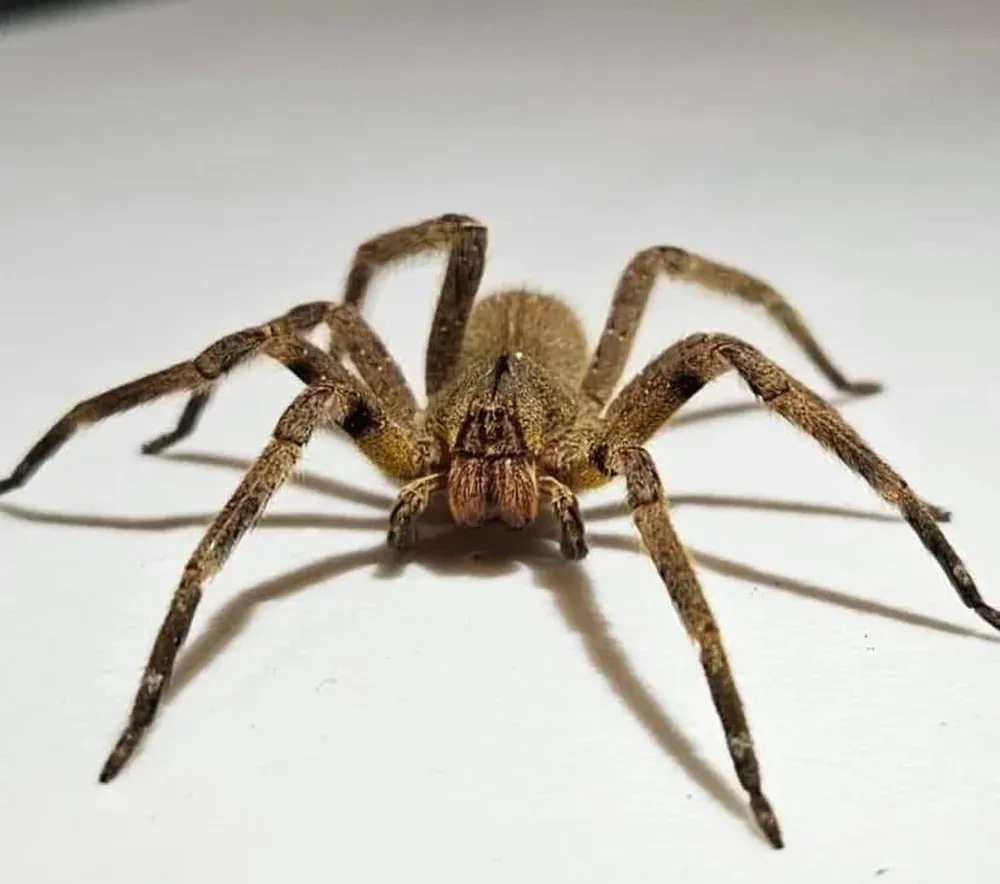 Imagen ilustrativa de araña bananera