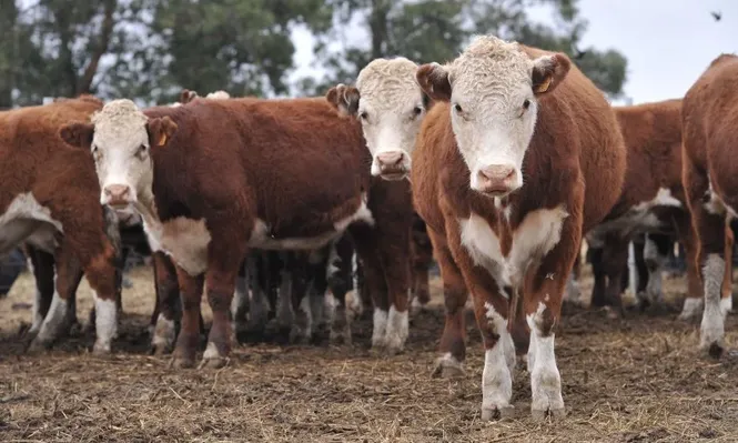 Ganado bovino&nbsp;