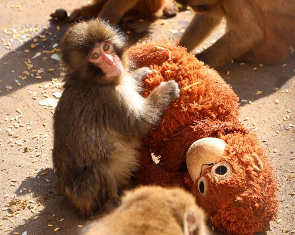 `Punch´, el monito que fue expulsado de la manada y su inseparable muñeco de peluche,